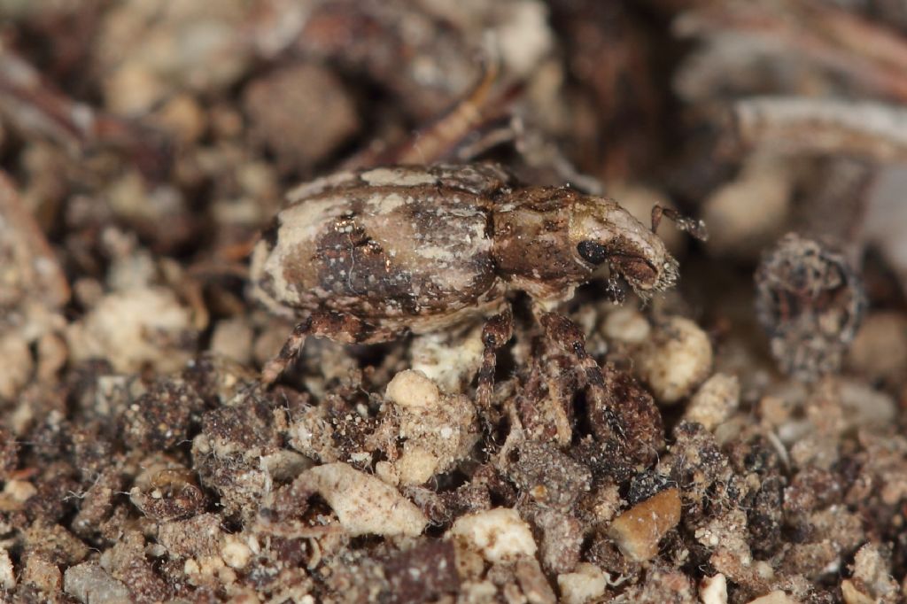 Trova il coleottero!! - Gronops lunatus (Curculionidae)